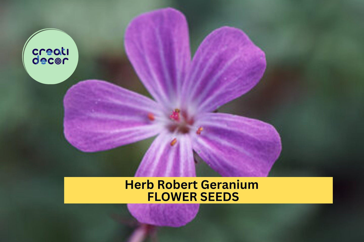 Herb Robert Geranium Seeds – Pink Flowers & Lacy Foliage – Shade-Tolerant Groundcover – Geranium robertianum – 25+ Seeds