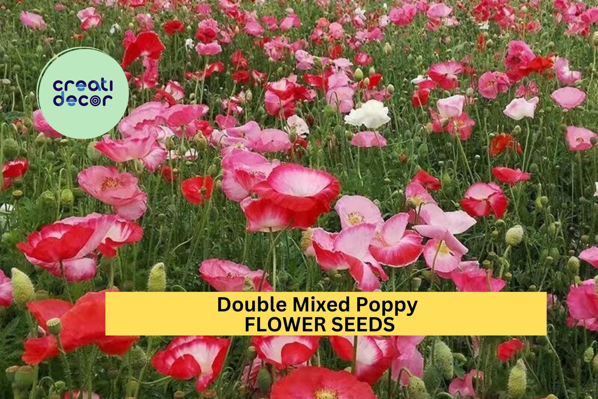 200+ Double Mixed Poppy Seeds – Ruffled Blooms in Mixed Colors for Garden, Borders & Wildflower Planting – Papaver somniferum