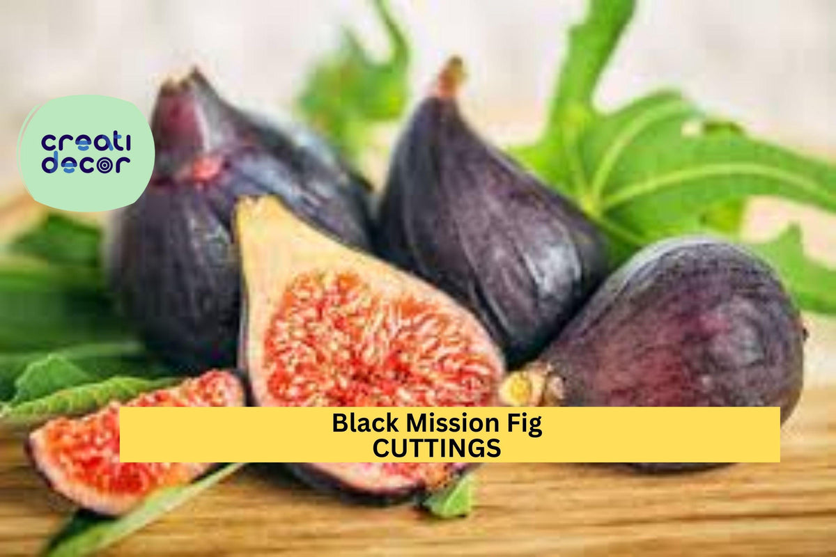 Black Mission Fig Cutting – 10" Ficus carica Twig for Propagation, Edible Fruit Tree, Suitable for Pots & Gardens