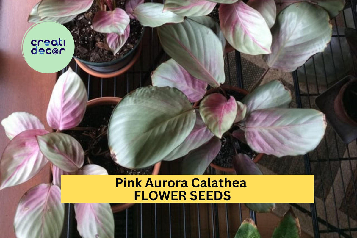 Pink Aurora Calathea Seeds – 25+ Tropical Foliage Seeds for Indoor & Shaded Garden, Calathea roseopicta ‘Pink Aurora’