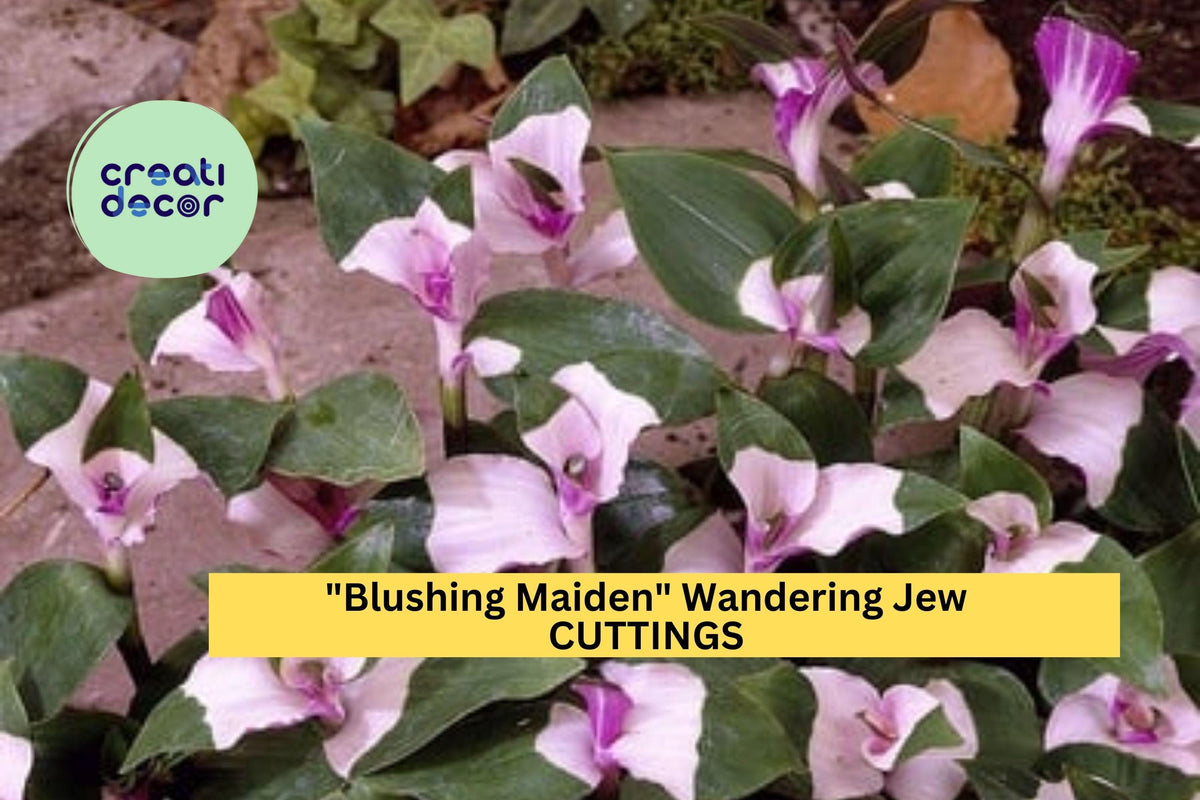 3 Blushing Maiden Wandering Jew Cuttings – Tradescantia andersoniana Pink-Purple Vining Houseplant for Pots & Hanging Baskets