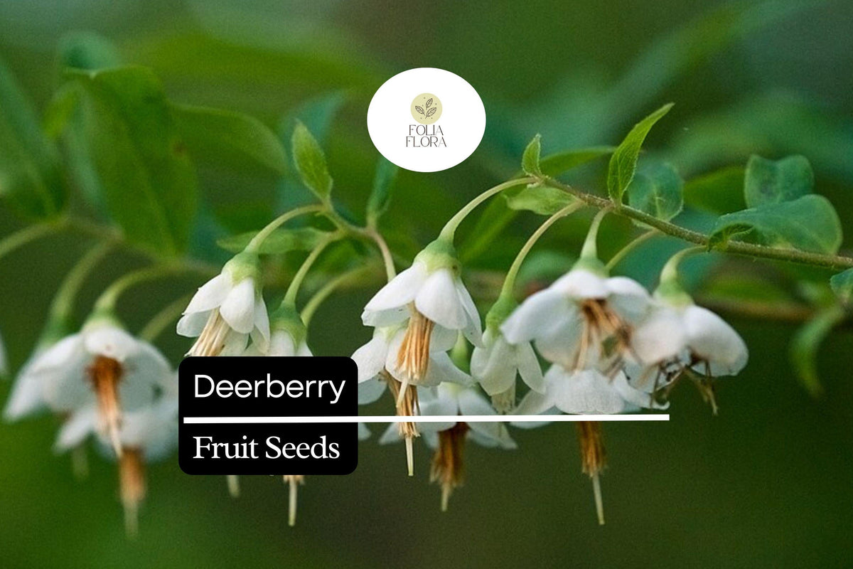 Deerberry Seeds 25 Pack | Vaccinium stamineum Native Wild Blueberry Shrub for Wildlife & Landscaping