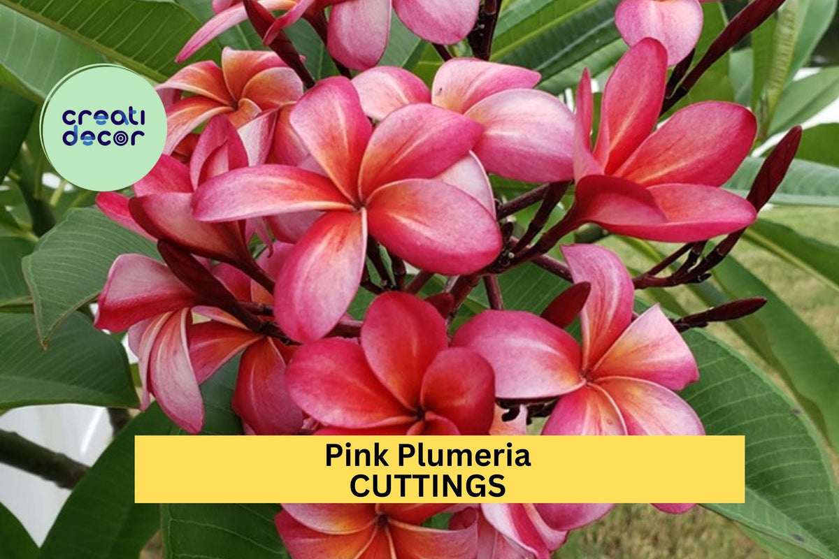 Pink Plumeria Cutting 10" Unrooted Starter for Garden or Pot, Frangipani, Tropical Flower Tree, Pink Blooms, Plumeria rubra