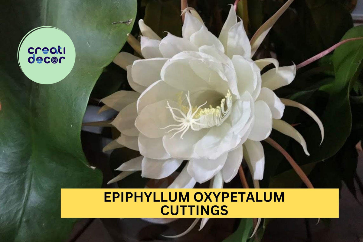 Queen of the Night Orchid Cactus Cuttings – Epiphyllum oxypetalum, 4–6" Fragrant Night Blooming White Flowers, Indoor Tropical Plant