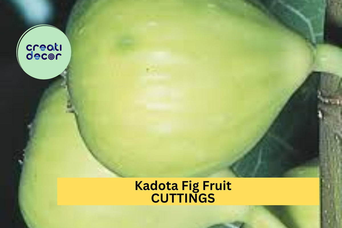 Kadota Fig Cutting – 10" Unrooted Hardwood Twig for Propagation – Ficus carica ‘Kadota’ – Green Figs for Home Gardens and Orchards