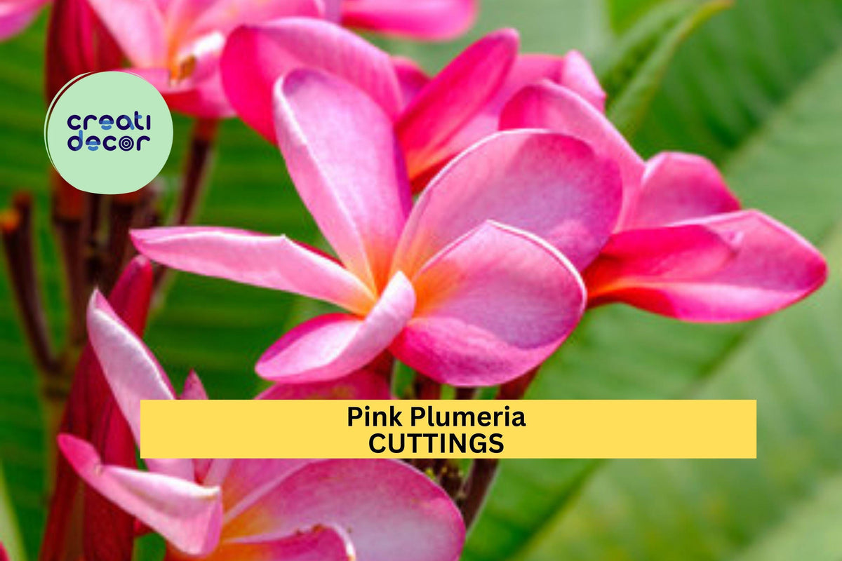 Pink Plumeria Cuttings | 10" Unrooted Starter | Frangipani Tree with Pink Flowers | Plumeria rubra Tropical Garden Plant