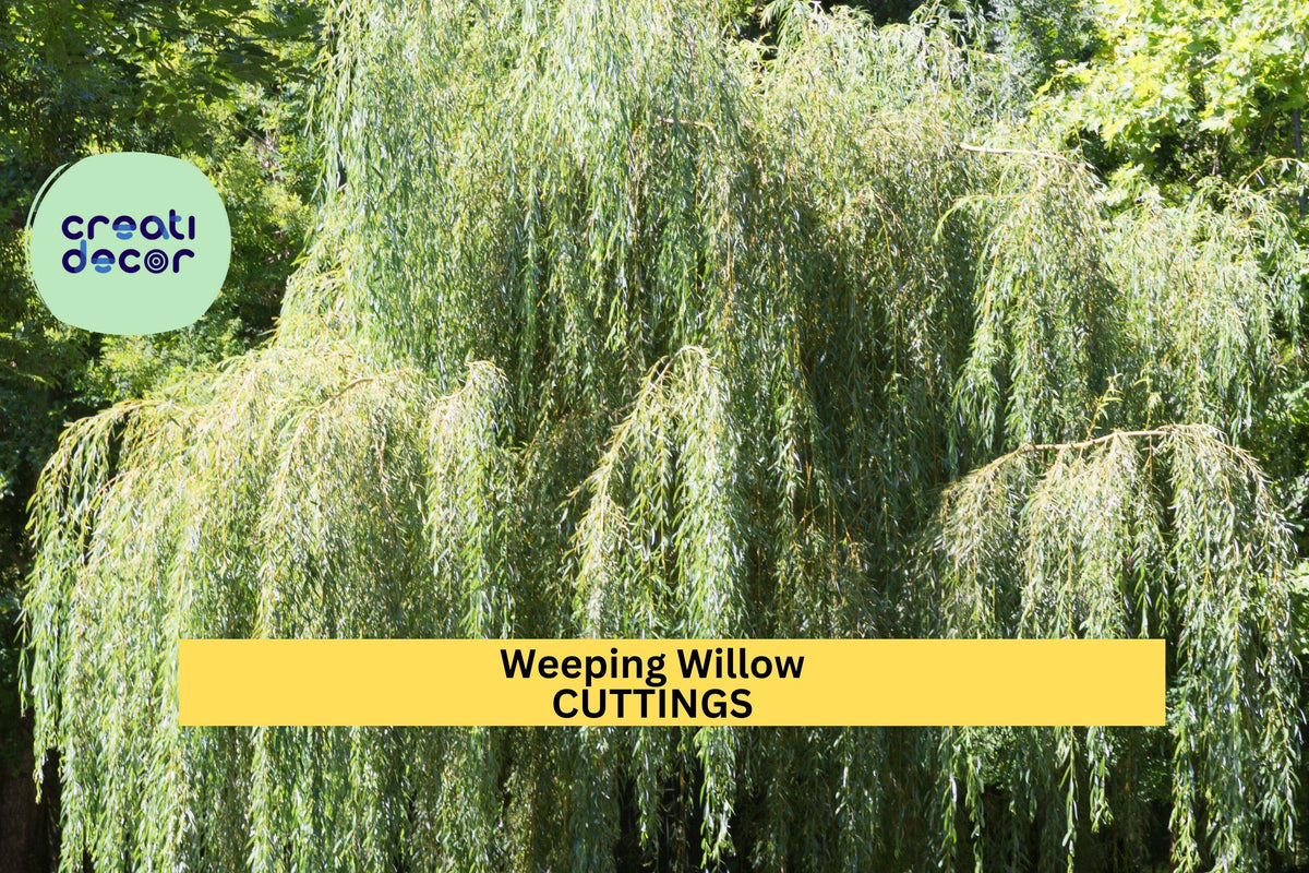 5 Weeping Willow Trees Bare Root 14–24" Salix babylonica Fast Growing Landscape Tree