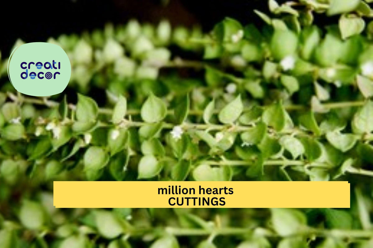 Dischidia ruscifolia Cutting | Million Hearts Plant | Trailing Houseplant with Heart-Shaped Leaves | Unrooted Vine Starter