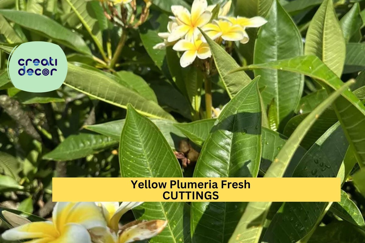 Yellow Plumeria Cutting | Double Head 10" Frangipani Stem | Tropical Garden Tree | Plumeria rubra