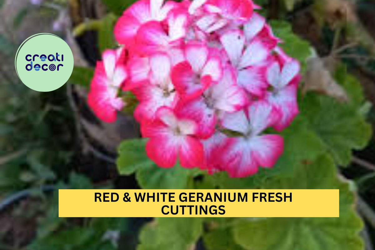 2 Red & White Geranium Cuttings – Bicolor Pelargonium for Pots, Borders & Garden Beds | Unrooted 6" Stems