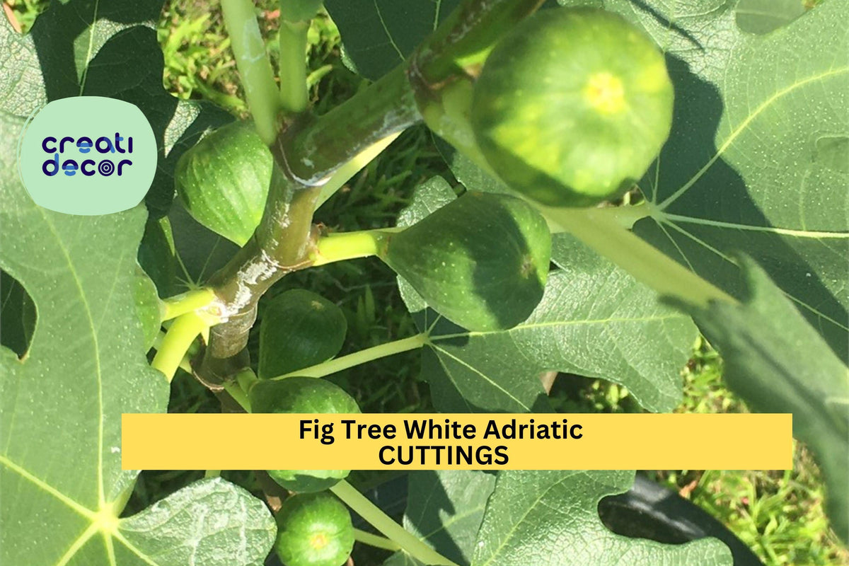 White Adriatic Fig Tree Cuttings – Ficus carica, Green-Skinned, Edible Fruit, Unrooted Stem Set, Free US Shipping