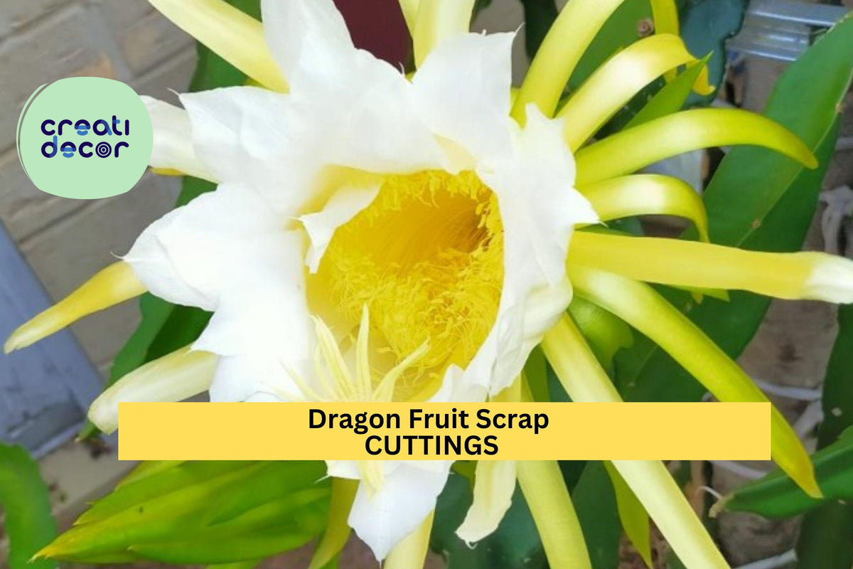 American Beauty Dragon Fruit Scrap Cuttings – 8 Pieces, Self-Pollinating Hylocereus guatemalensis, 2–8 Inches, Climbing Cactus for Propagation