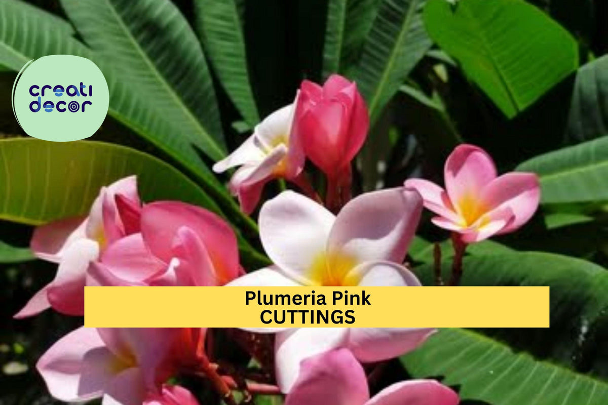 3-Tip Pink Plumeria Cutting | Unrooted Plumeria rubra Stem for Tropical Gardens, Pots & Landscape Borders