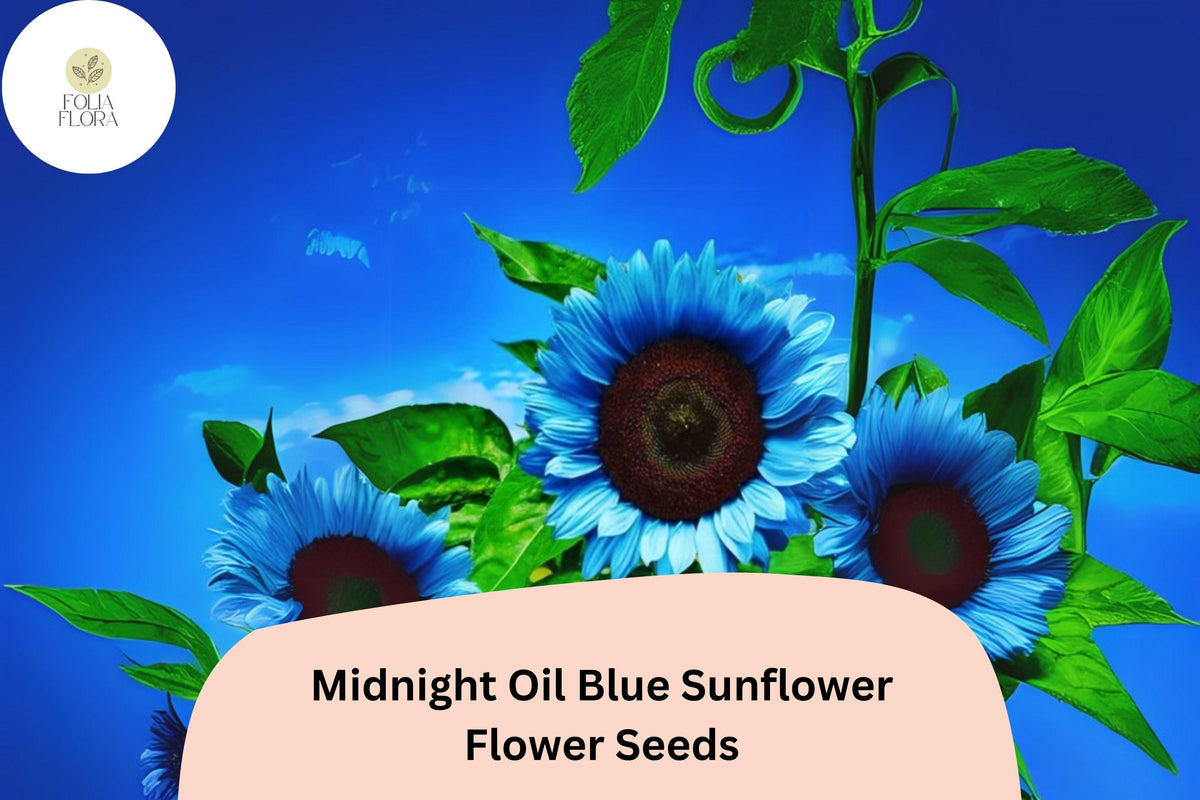 50 Midnight Oil Blue Sunflower Seeds | Rare Heirloom Helianthus annuus Deep Blue Blooms for Garden Borders & Containers