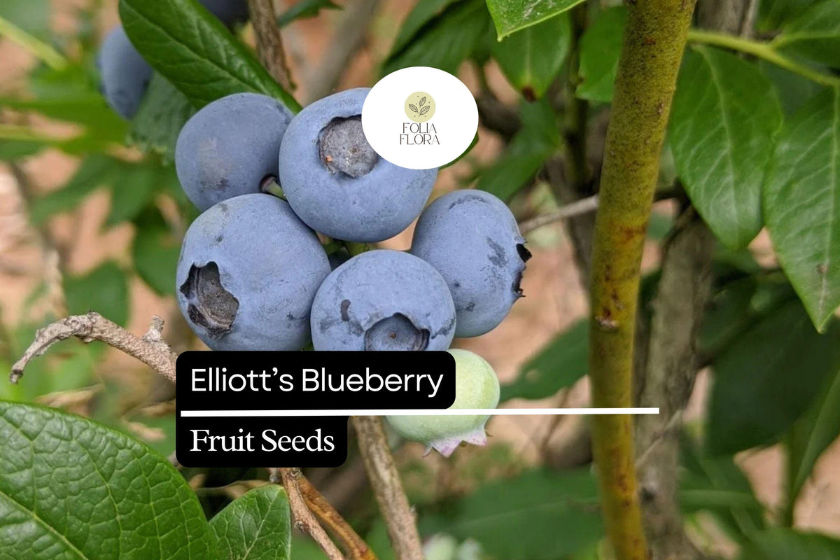 Elliott's Blueberry Seeds | Vaccinium elliottii | Native Shrub for Wild Gardens & Pollinator Support (25 Seeds)