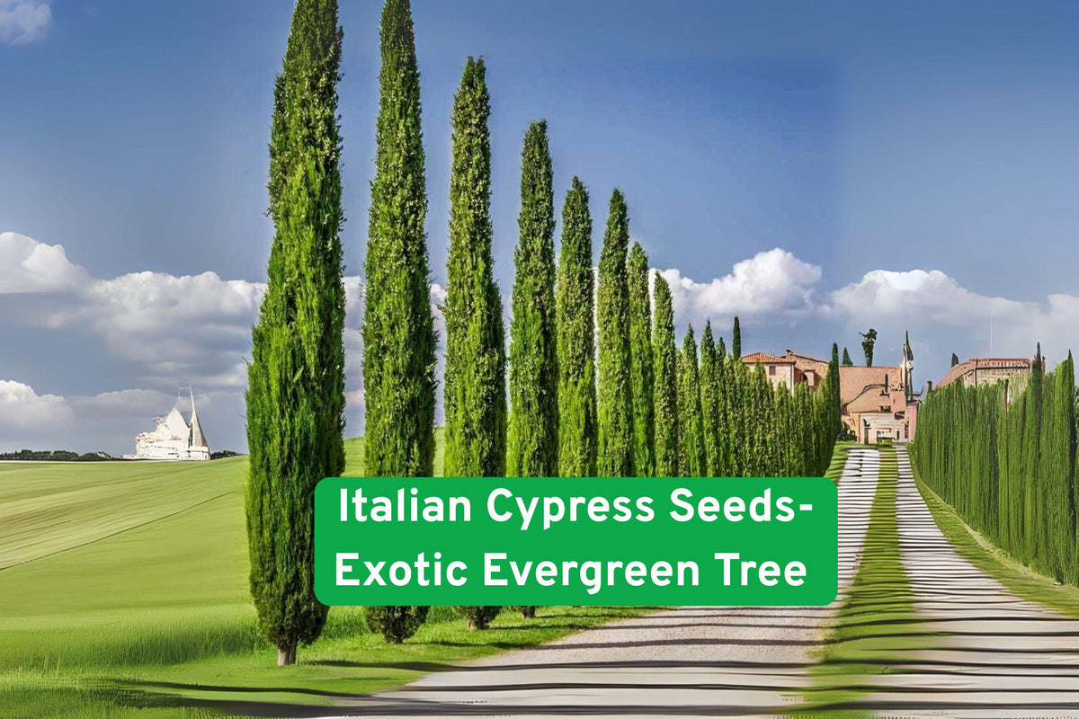 Italian Cypress Tree Seeds – Evergreen Privacy Screening, Columnar Growth, Cupressus sempervirens, 50 Seeds