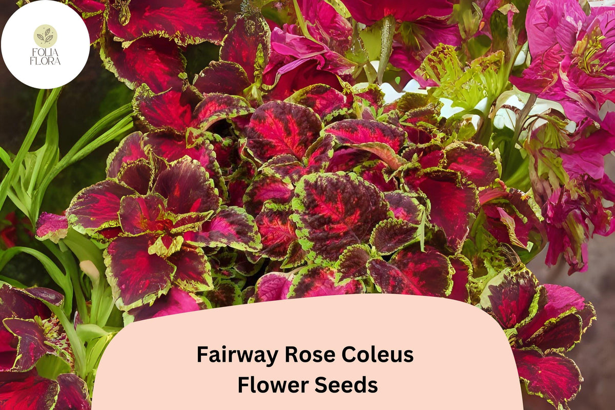 Fairway Rose Coleus Seeds | Compact Pink-Red Foliage Annual Plant | Plectranthus scutellarioides