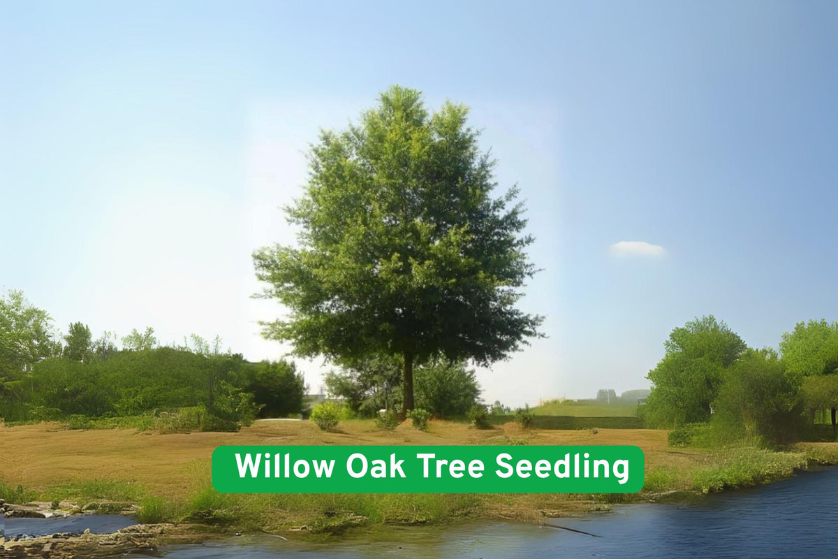 Willow Oak Tree Seedling - Quercus phellos - Fast-Growing Shade Tree for Landscaping