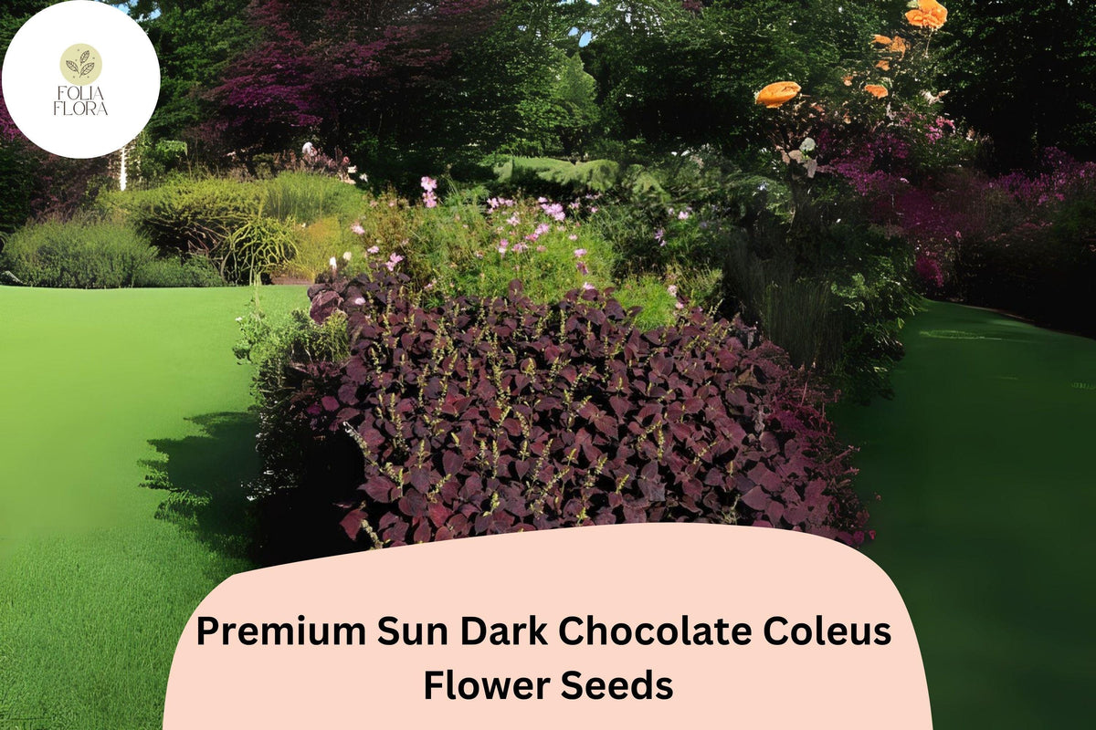 Dark Chocolate Coleus Seeds | Deep Brown Foliage, Sun & Shade | Plectranthus scutellarioides, 12-18 Inches