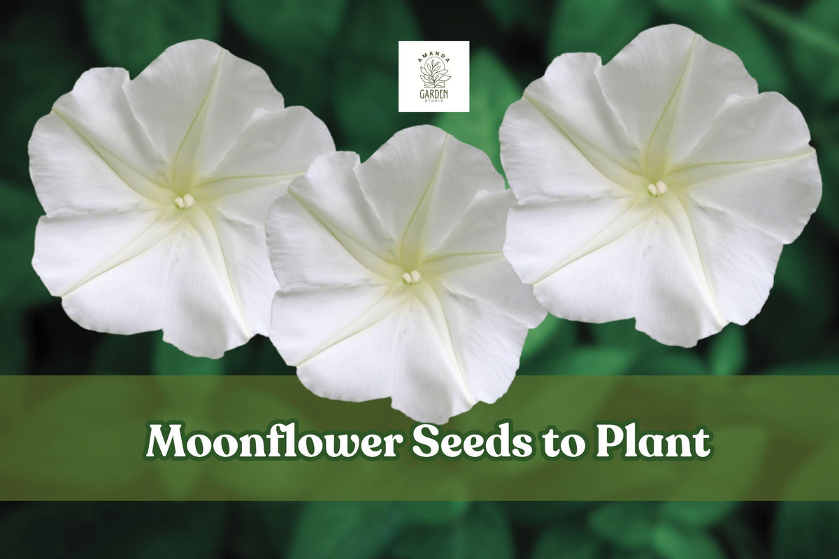 Moonflower Seeds – Ipomoea alba Climbing Vine for Night-Blooming White Flowers, Garden, Trellises, Fences, Moon Gardens