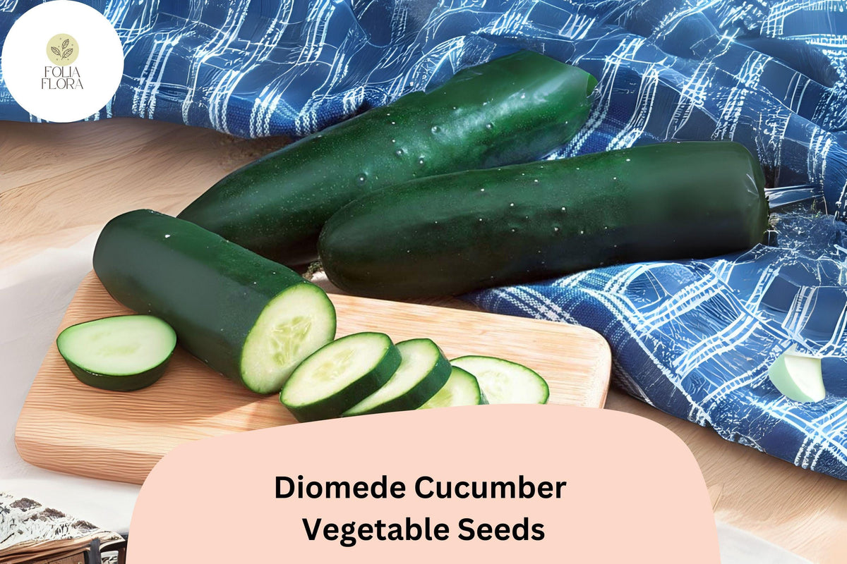 Diomede Cucumber Seeds | Hybrid Slicer Cucumis sativus | 25+ Fresh, Dark Green, Crisp Fruits