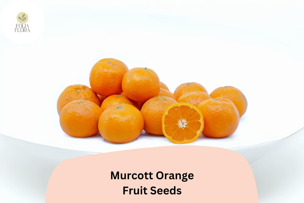 Murcott Orange Seeds | Citrus reticulata | Sweet Juicy Mandarins | Honey Tangerine Hybrid for Growing