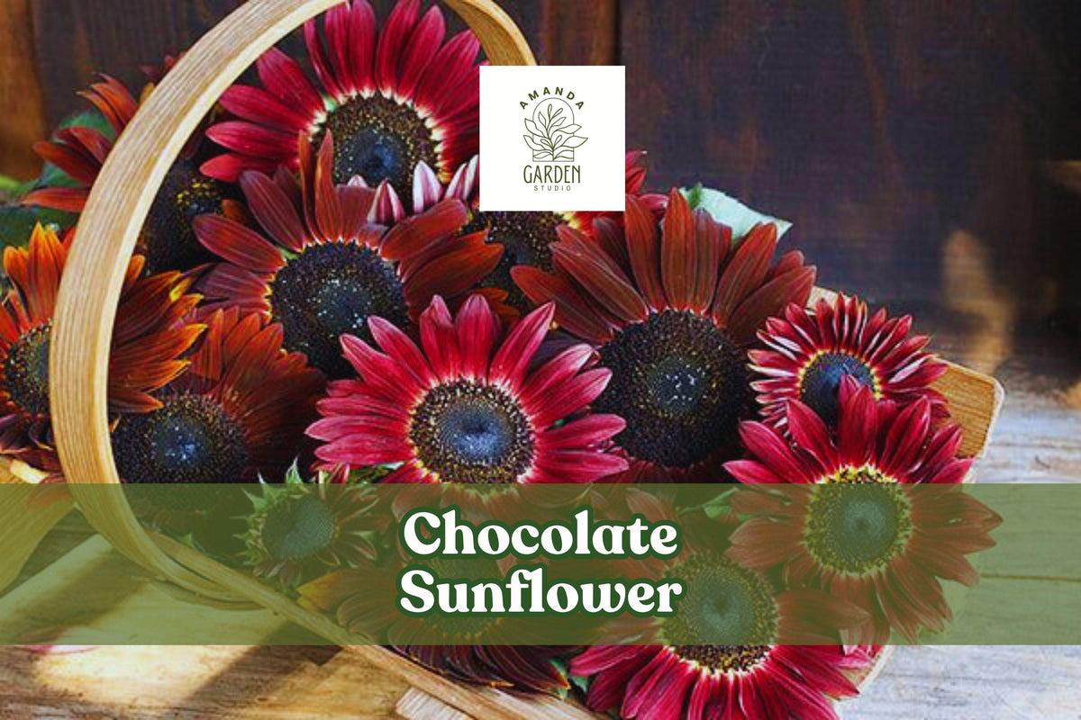 Chocolate Sunflower Seeds - Helianthus annuus - Dark Red Burgundy Blooms for Pollinators, Cut Flowers, Garden Borders