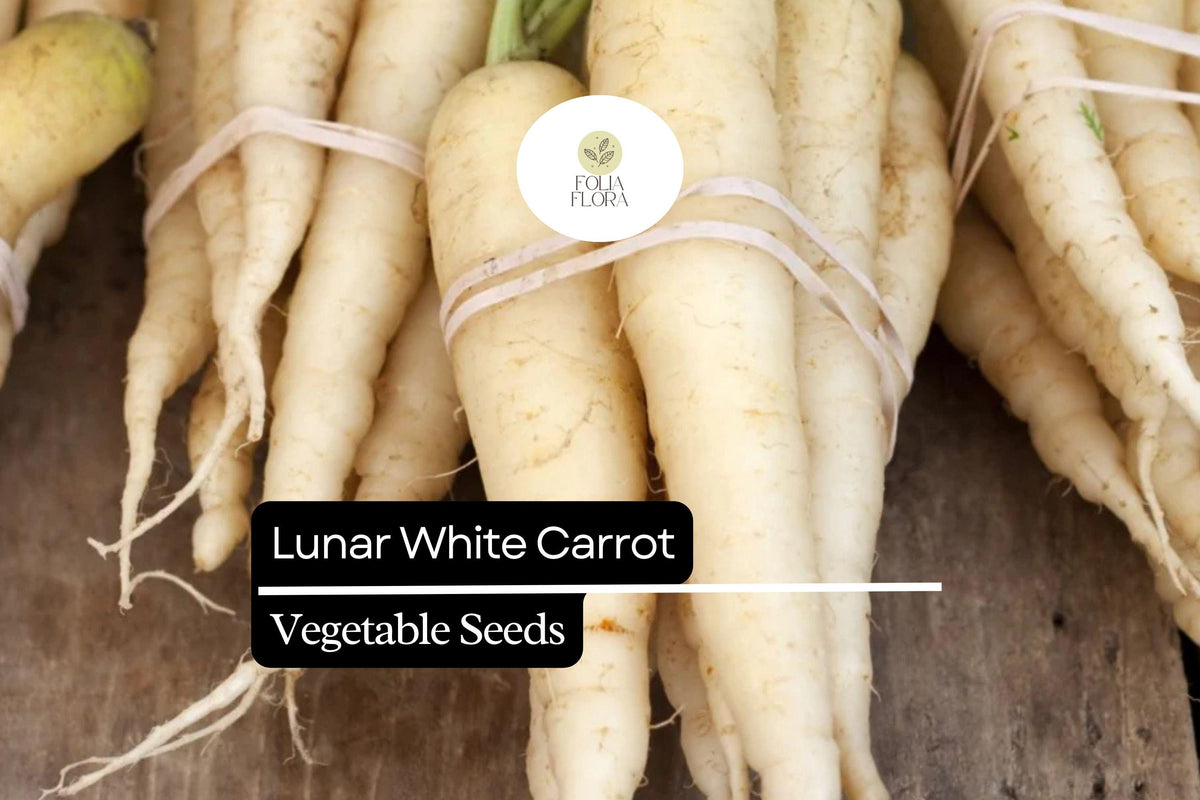 Lunar White Carrot Seeds | Heirloom Root Vegetable Seeds | Daucus carota subsp. sativus | White, Sweet, Crisp