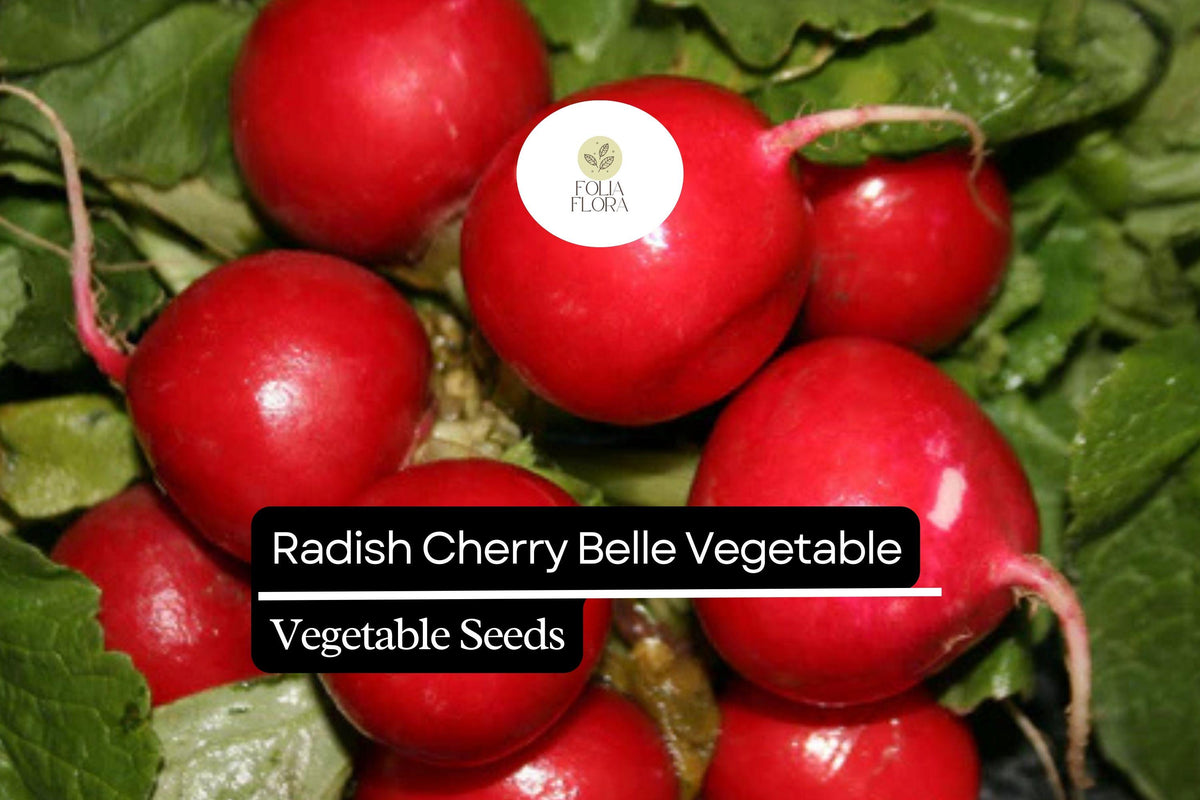 Cherry Belle Radish Seeds – 500+ Heirloom Raphanus sativus, Crisp Round Roots, Fast-Growing, Salad & Garnish, Vegetable Planting