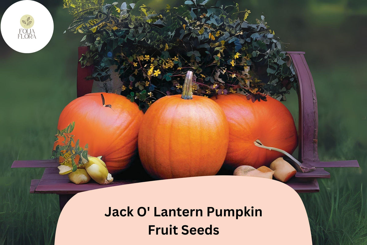 Jack O’ Lantern Pumpkin Seeds – Classic Halloween Carving, Edible Flesh, Cucurbita pepo, Orange Skin, Vining 10–15 ft