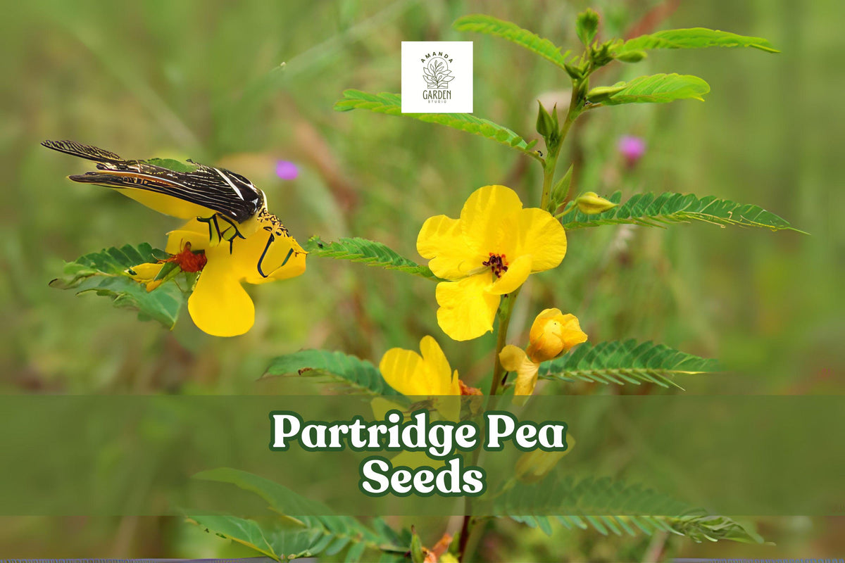 Partridge Pea Seeds – Native Wildflower, Yellow Blooms, Pollinator Plant, Chamaecrista fasciculata, Drought-Tolerant, Prairie Garden