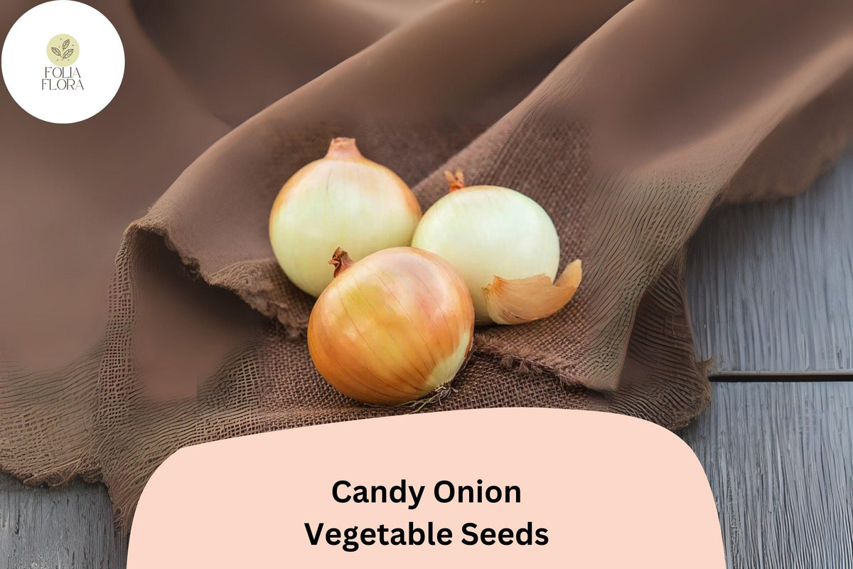500+ Candy Onion Seeds | Sweet Hybrid Allium cepa for Fresh Eating & Cooking