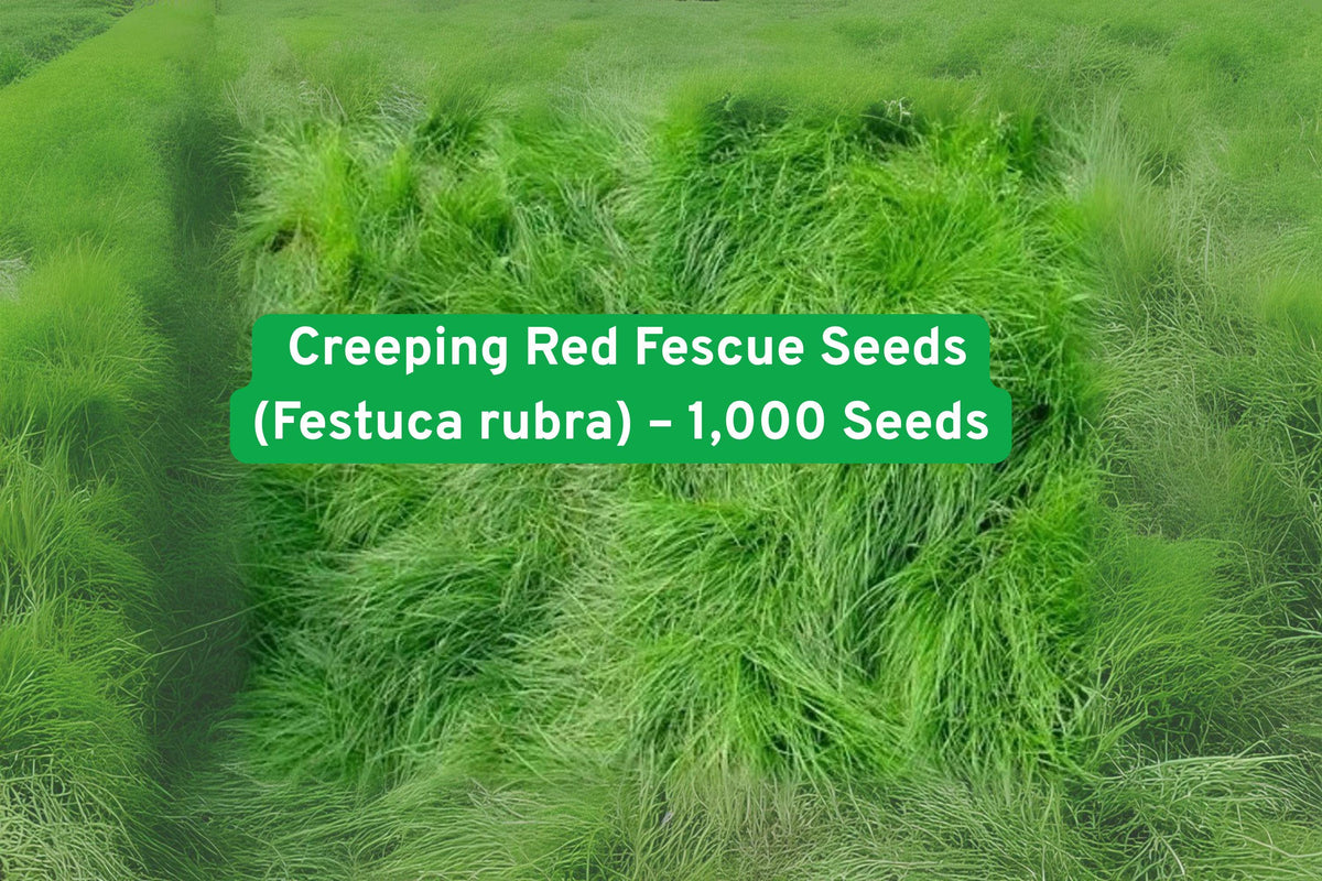 Creeping Red Fescue Seeds - Perennial Grass for Lawns, Ground Cover, Erosion Control - Festuca rubra (1,000 Seeds)
