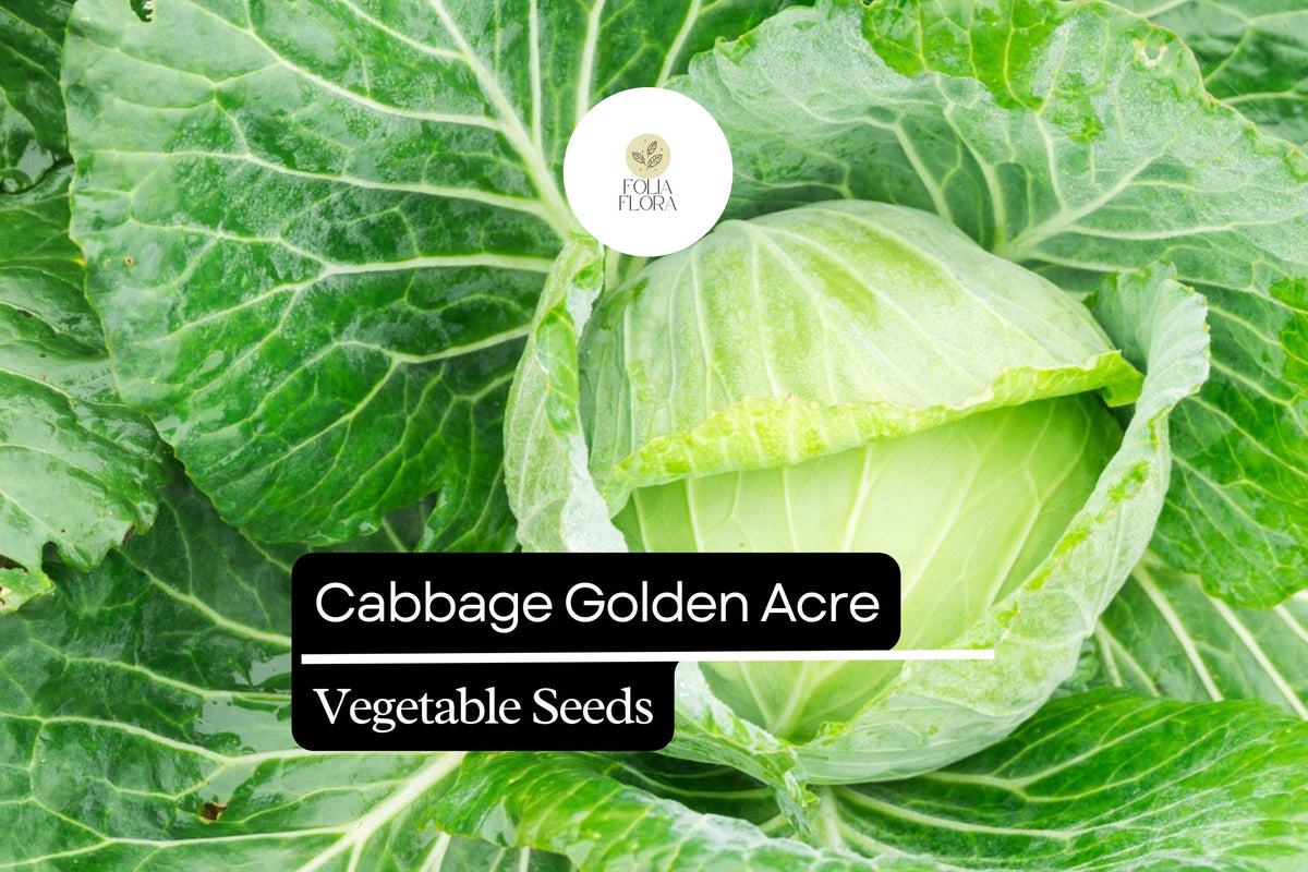 Golden Acre Cabbage Seeds | Early Heirloom Brassica oleracea var. capitata for Small Gardens & Raised Beds (500+ Seeds)