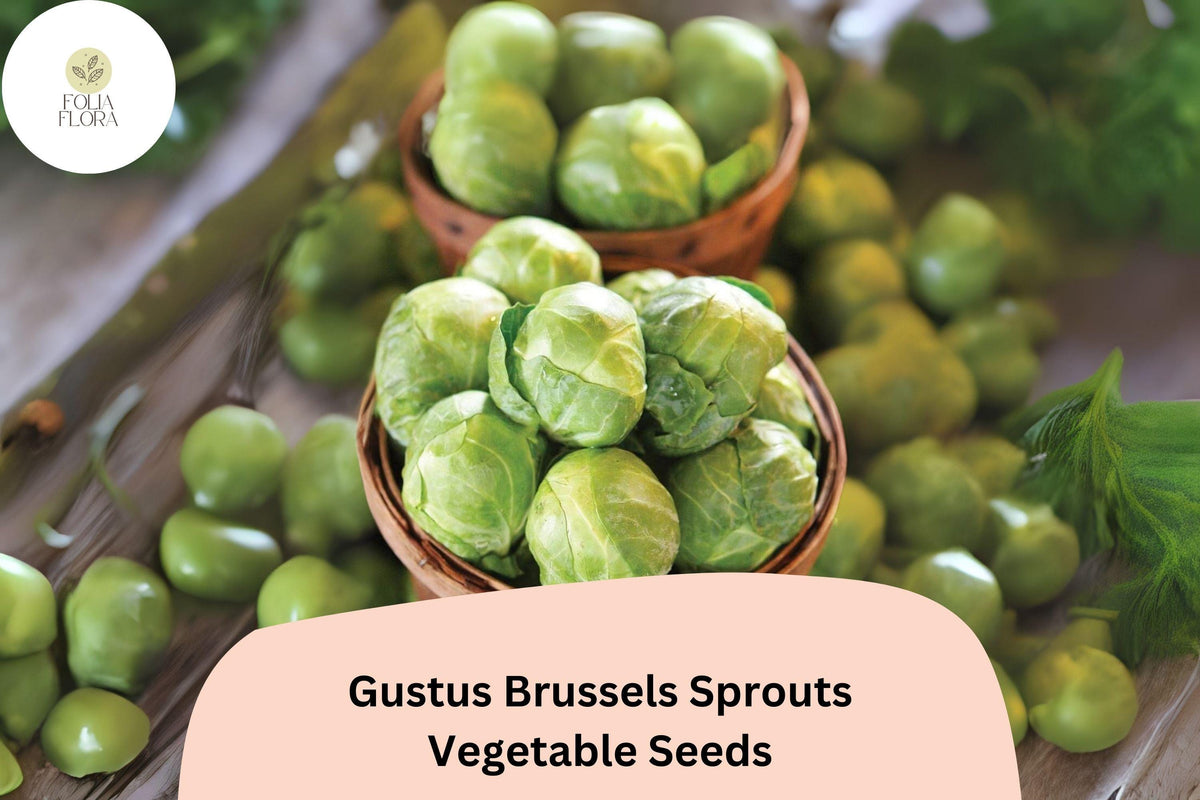 Gustus Brussels Sprouts Seeds 500+ | High-Yield Hybrid Brassica oleracea var. gemmifera for Roasting & Sautéing