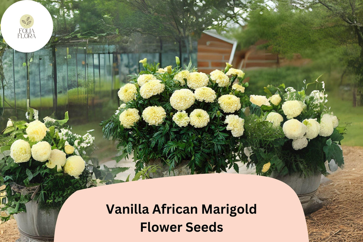 Vanilla African Marigold Seeds | Creamy White Blooms | Tall Summer Annual | Tagetes erecta