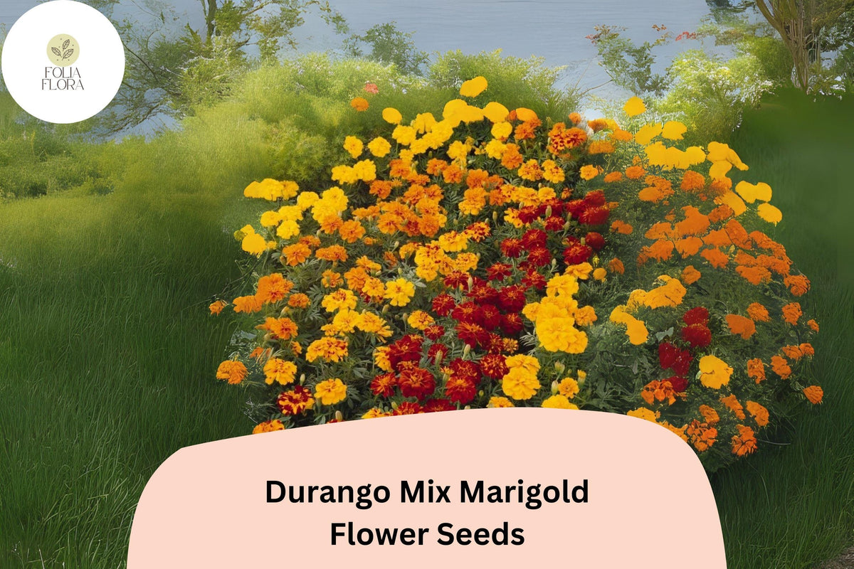 Durango Mix Marigold Seeds | French Marigold, Vibrant Orange Yellow Red Blooms | Tagetes patula