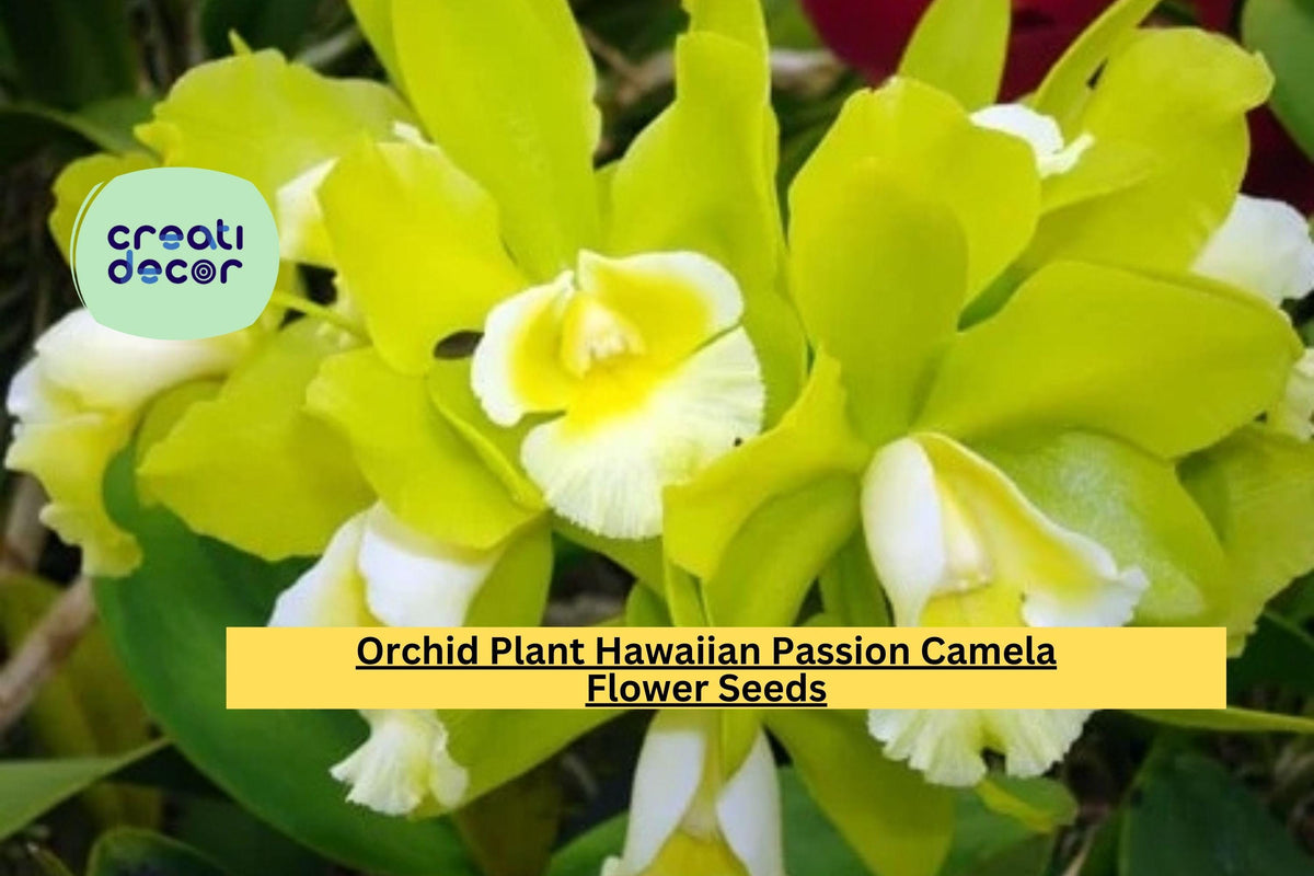 Live Orchid Seedling – Hawaiian Passion Camela Dendrobium Hybrid, Tropical Flowering Plant for Home or Garden Collection