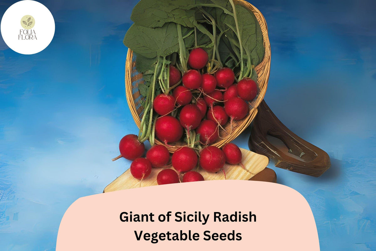 Giant of Sicily Radish Seeds | Heirloom Raphanus sativus | Large Round Root Vegetable for Garden Planting