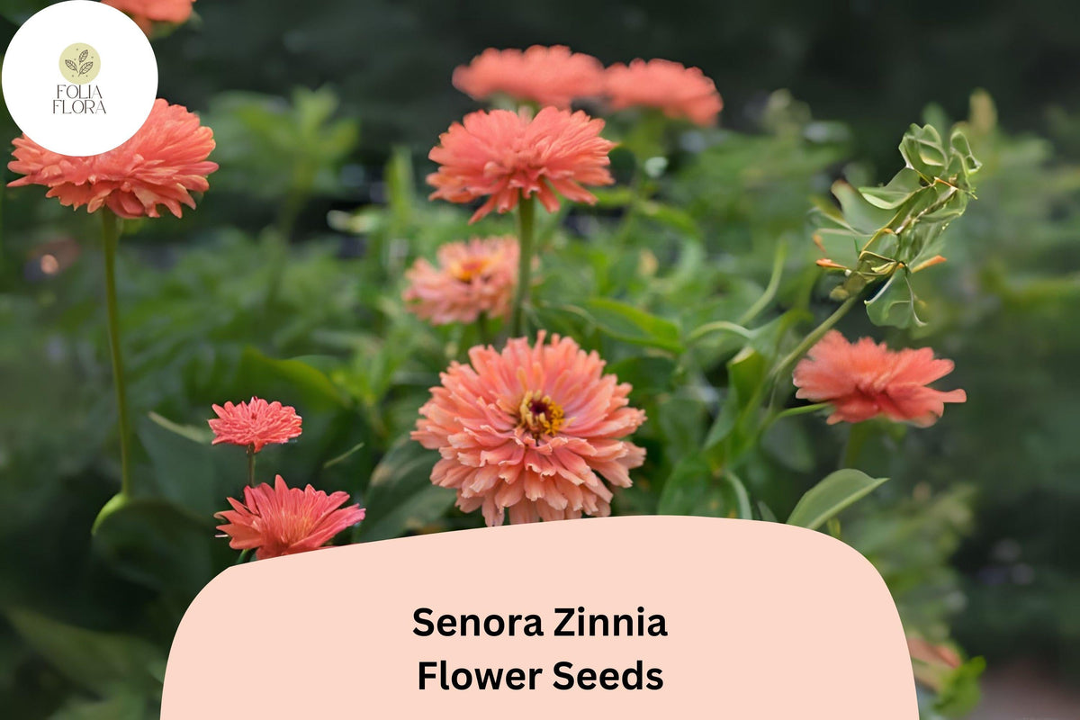Senora Zinnia Seeds | Soft Pink Annual Flowers for Garden, Borders & Bouquets | Zinnia elegans