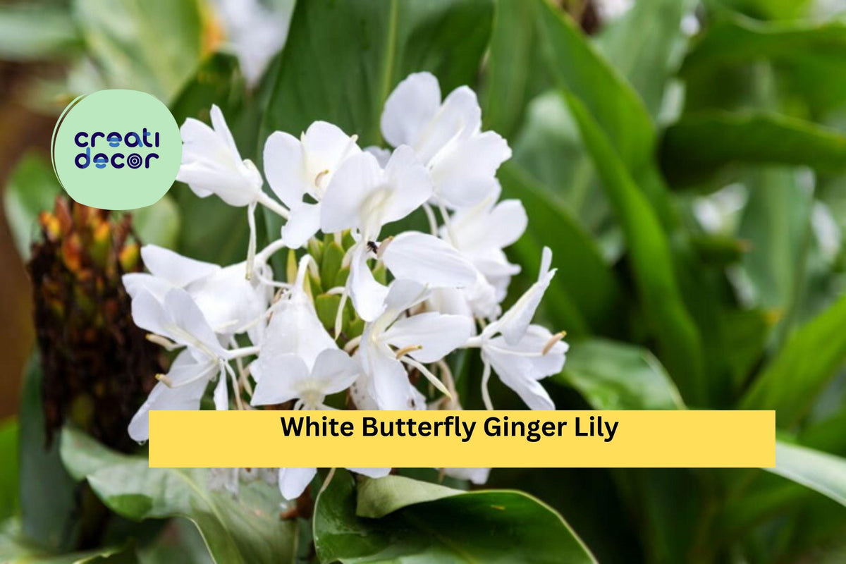 White Butterfly Ginger Lily Plant – Fully Rooted Hedychium coronarium, Fragrant Tropical Perennial for Garden or Container