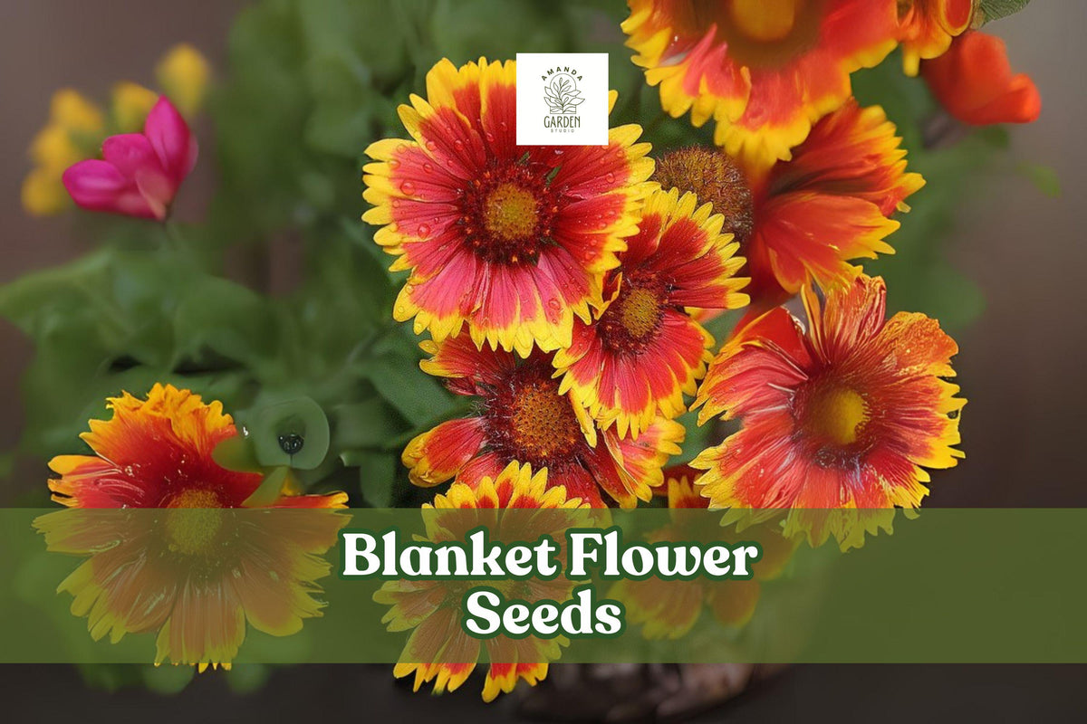 50 Blanket Flower Seeds – Gaillardia aristata Perennial Wildflower with Red and Yellow Blooms, Drought-Tolerant, Pollinator-Friendly, Made in USA