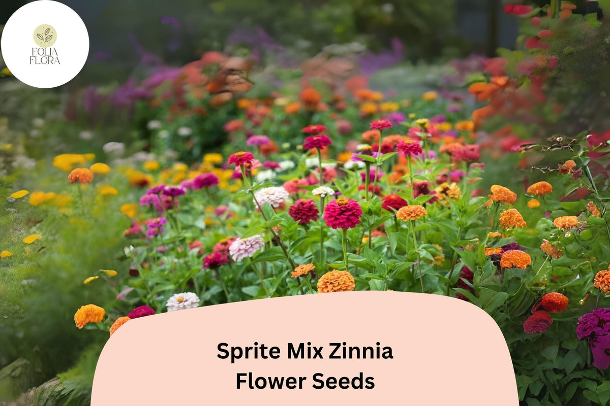 Sprite Mix Zinnia Seeds - Dwarf Annual Flowers in Vibrant Colors for Borders, Containers, and Pollinator Gardens
