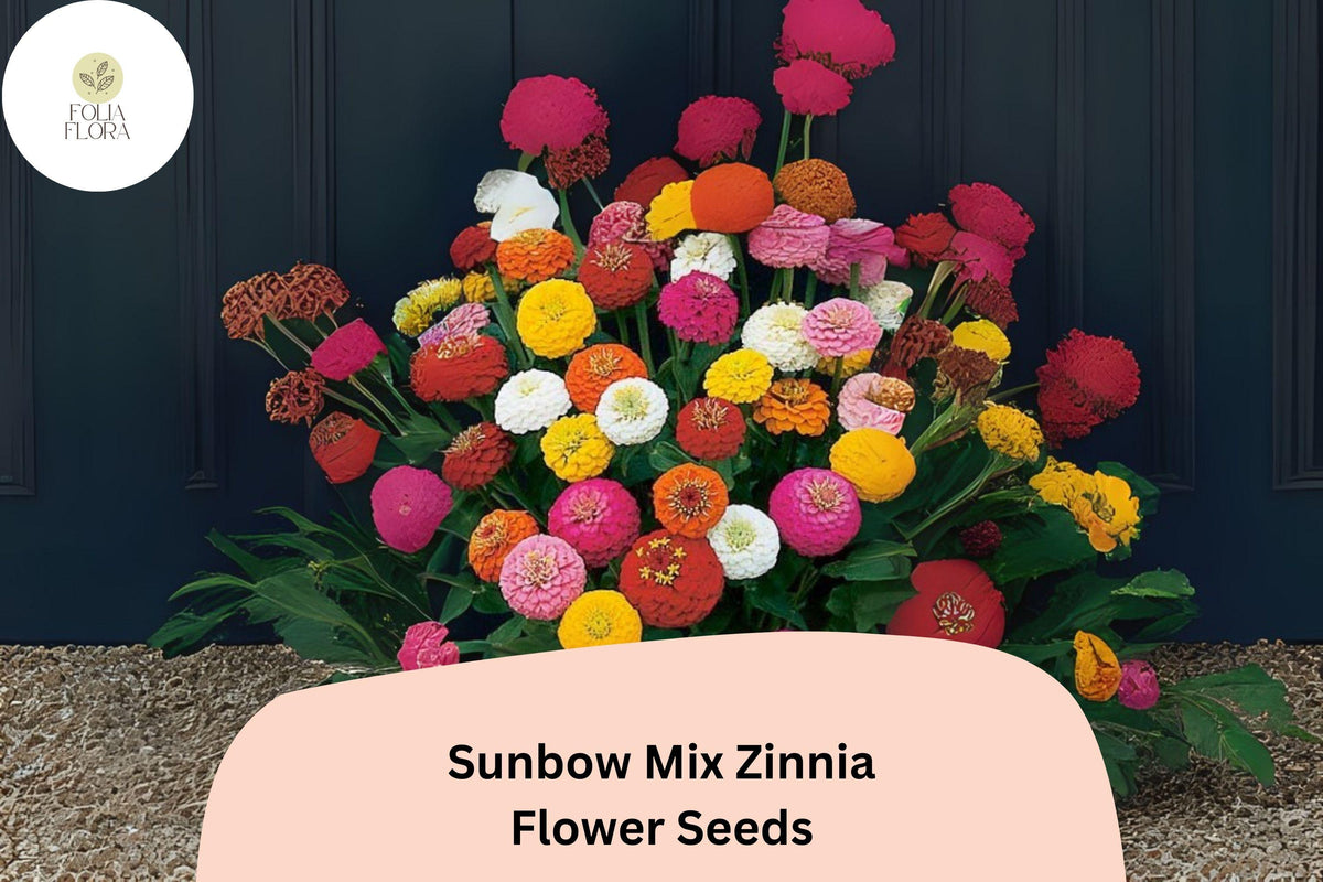Sunbow Mix Zinnia Seeds - Vibrant Heirloom Flower Pack for Gardens, Borders & Cut Flowers - Zinnia elegans