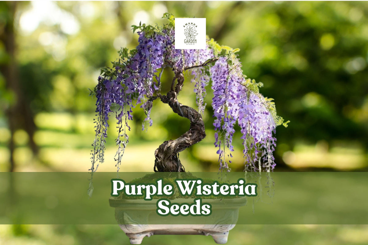 Purple Wisteria Seeds – Climbing Vine or Bonsai – Fragrant Purple Blooms – Wisteria sinensis / floribunda
