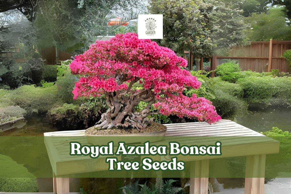 Royal Azalea Seeds – Rhododendron schlippenbachii – Ornamental Flowering Shrub for Garden, Bonsai & Landscape