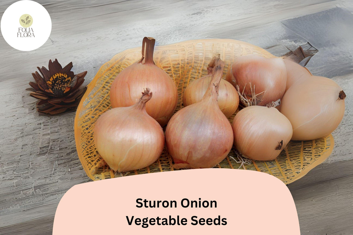 500+ Sturon Onion Seeds | Heirloom Yellow Storage Onion | Allium cepa, Medium to Large Bulbs