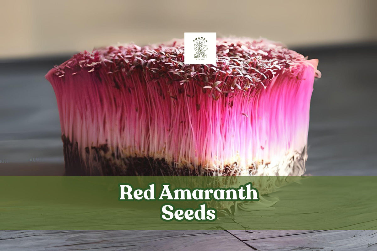 Red Amaranth Seeds for Microgreens, Sprouts & Garden | Non-GMO Heirloom Amaranthus spp.