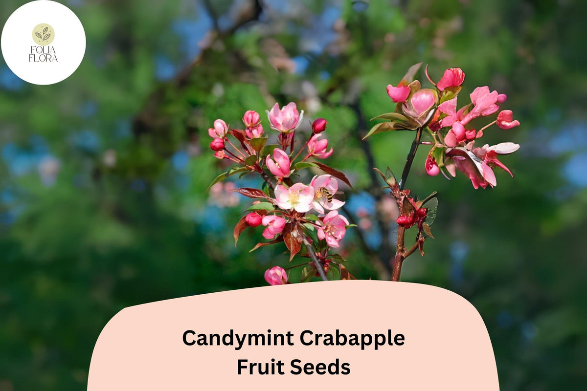 Candymint Crabapple Seeds | Malus ‘Candymint’ Ornamental Tree with Pink Blossoms and Red Fruit | Garden, Landscape, Pollinator Attracting