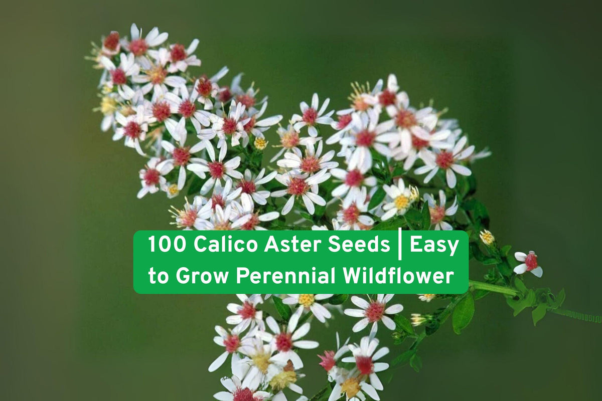 100 Calico Aster Wildflower Seeds | Perennial Pollinator-Friendly Garden Flowers | Easy to Grow, Non-GMO, USDA Zones 3-9